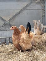 Chabo kippen hennetjes, Dieren en Toebehoren, Pluimvee, Vrouwelijk, Kip