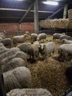 Drachtige ooilammeren, Animaux & Accessoires, Moutons, Chèvres & Cochons, Femelle, Mouton, 0 à 2 ans