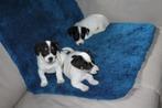jack russell pups, CDV (hondenziekte), Meerdere, 8 tot 15 weken, België