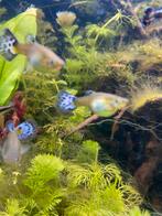 Guppies, Dieren en Toebehoren, Vis, Zoetwatervis, Schoolvis