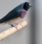 Gouldamadines, koppel of los, zie beschrijving, Dieren en Toebehoren, Vogels | Overige Vogels, Geringd