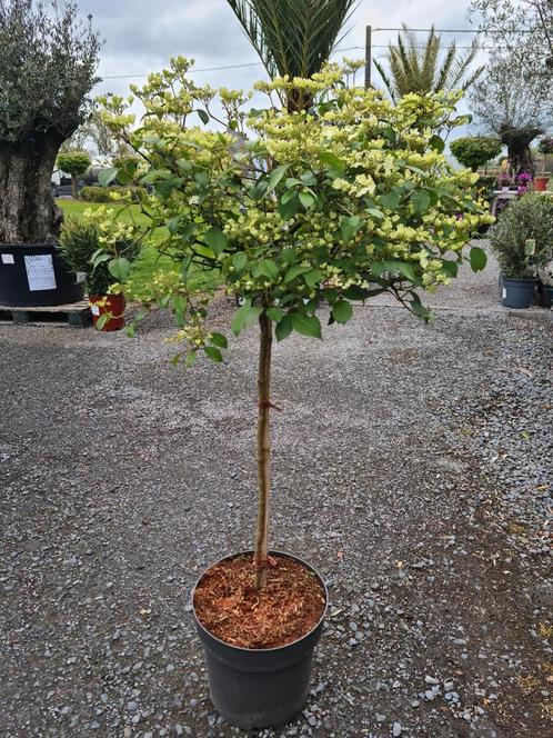 Viburnum Plic. Watanabe op stam, Tuin en Terras, Planten | Tuinplanten, Ophalen