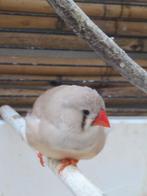 pinsons zèbres recherchés, Enlèvement