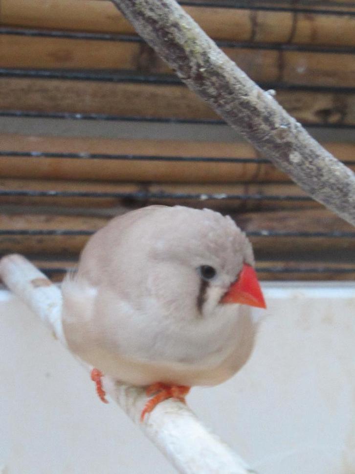 zebravinken gezocht, Hobby en Vrije tijd, Overige Hobby en Vrije tijd, Ophalen