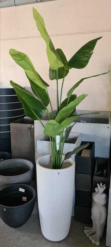 Strelitzia Nicolai - nepplant  beschikbaar voor biedingen