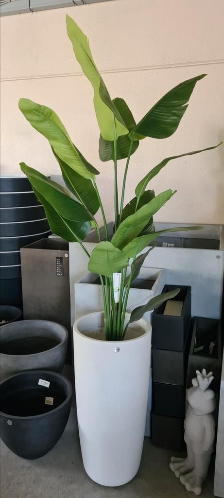 Strelitzia Nicolai - nepplant, Huis en Inrichting, Kamerplanten, Ophalen