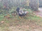 Wyandotte groothoender hanen, Dieren en Toebehoren, Pluimvee