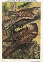 DOFFE  GEITENMELKER, Verzamelen, Postkaarten | Dieren, Verzenden, Ongelopen, Vogel