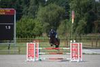 Etalon de sport 17 ans, Dieren en Toebehoren, Paarden