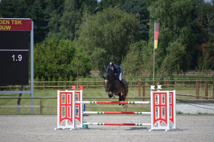 Etalon de sport 17 ans, Animaux & Accessoires, Chevaux