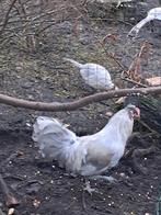 5 sierhanen, Dieren en Toebehoren