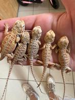 Jonge baardagamen, Dieren en Toebehoren, Reptielen en Amfibieën, Overige soorten, Tam, 0 tot 2 jaar