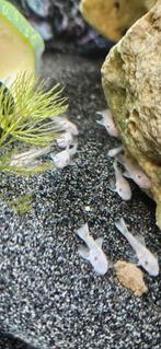 Ancistrussen snow white babies, Dieren en Toebehoren, Vissen | Aquariumvissen, Vis, Zoetwatervis