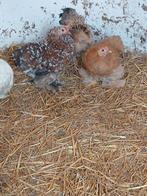 Cochin kriel kippen, Dieren en Toebehoren, Pluimvee, Meerdere dieren, Kip