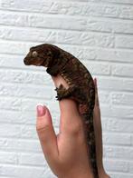 Donkere chahoua gekko 1.0 man, Dieren en Toebehoren