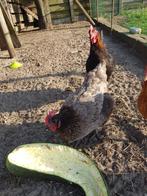 4 legkippen +1 haan, Dieren en Toebehoren, Pluimvee, Meerdere dieren, Kip