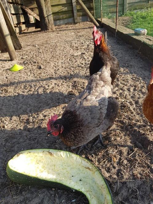 4 legkippen +1 haan, Dieren en Toebehoren, Pluimvee, Kip, Meerdere dieren