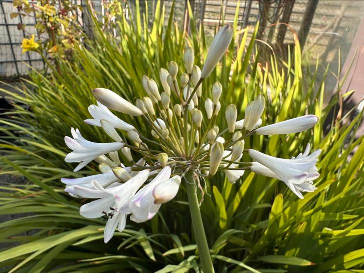 Agapanthus 'Windsor grey', Tuin en Terras, Planten | Tuinplanten, Vaste plant, Overige soorten, Volle zon, Zomer, Ophalen