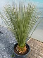 Dasylirion longissimum (Mexicaanse grasboom, Tuin en Terras, Ophalen, Winter