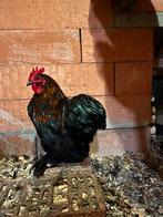 Cochin kriel haantje, Dieren en Toebehoren, Mannelijk, Kip