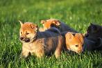 Shiba inu pups, Dieren en Toebehoren, 15 weken tot 1 jaar, Buitenland, Poolhond, Meerdere