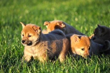 Shiba inu pups beschikbaar voor biedingen