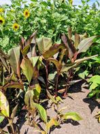Canna musafolia rubrum, Ophalen, Zomer, Vaste plant