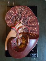 Vintage anatomisch model van een nier, Ophalen of Verzenden