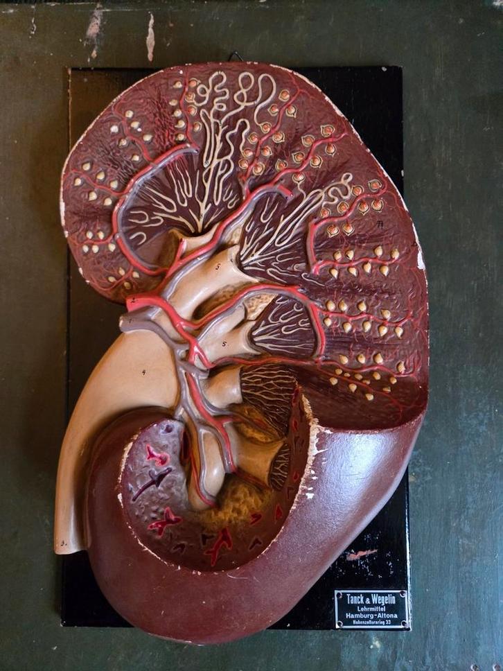 Vintage anatomisch model van een nier, Antiek en Kunst, Antiek | Overige Antiek, Ophalen of Verzenden