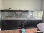 Grote aquarium / terrarium. 3m breed. Met attributen, Dieren en Toebehoren, Ophalen