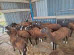 Kudde zwartblesschapen, Dieren en Toebehoren, Schaap