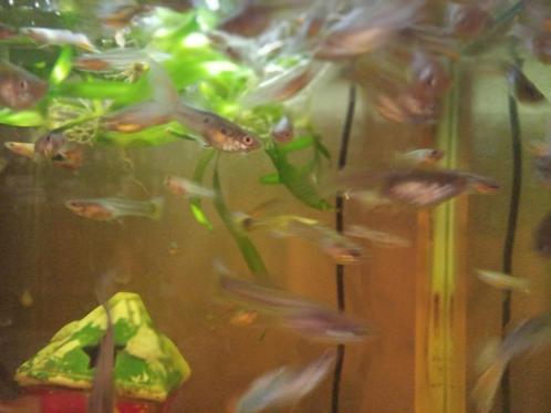 Guppen / guppy's / guppies, Dieren en Toebehoren, Vissen | Aquariumvissen, Zoetwatervis, Vis