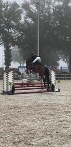 D’aganix Z (Dominator Z) x Caridor Z merrie 2019, Merrie, Springpaard, 175 cm of meer, B