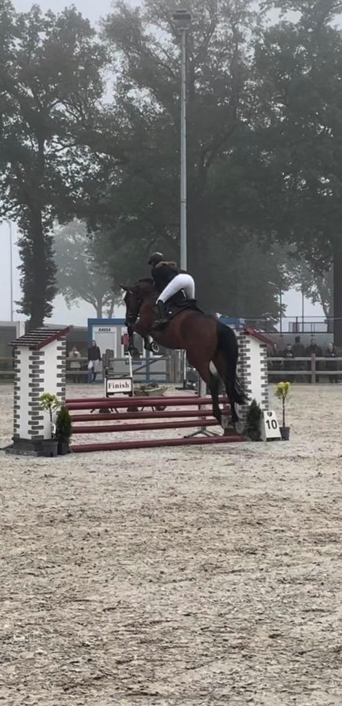 D’aganix Z (Dominator Z) x Caridor Z merrie 2019, Dieren en Toebehoren, Paarden, Merrie, B, 175 cm of meer, 3 tot 6 jaar, Springpaard