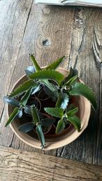 Mother of thousands, Groene kamerplant, Ophalen, Halfschaduw, Minder dan 100 cm