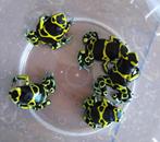Gifkikkers kikkers dendrobate leucomelas, Amfibie, 0 tot 2 jaar