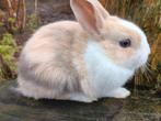Kleurdwerg konijntjes, Dieren en Toebehoren, Konijnen, Klein, 0 tot 2 jaar