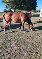 Prachtige merrie, Dieren en Toebehoren, Paarden, Merrie