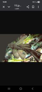 Ancistrus longfin wildkleur 3en4 cm locatie maastricht, Dieren en Toebehoren