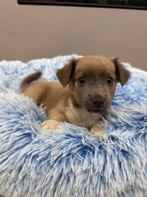 Huiselijk opgevoede Jack Russel pups, Dieren en Toebehoren, Honden | Jack Russells en Terriërs, Meerdere dieren, Jack Russell Terriër