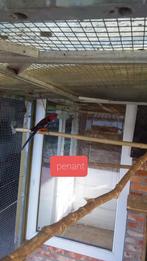 Penant en rubino rosella, Dieren en Toebehoren, Vogels | Parkieten en Papegaaien, Meerdere dieren