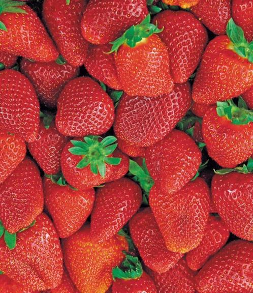 Beaux plants de fraises, Jardin & Terrasse, Plantes | Jardin, Enlèvement