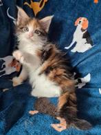 Maine coon kittens met stamboom polydactyl, Dieren en Toebehoren, Meerdere dieren, Gechipt, 0 tot 2 jaar
