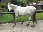 Paard, Dieren en Toebehoren, Paarden, Recreatiepaard, Gechipt, Minder dan 160 cm, 7 tot 10 jaar