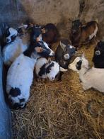 Chèvres naines, Animaux & Accessoires, Femelle, Chèvre, 0 à 2 ans