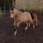 Welsh k pony hengsten veulen, Dieren en Toebehoren, Met stamboom, 0 tot 2 jaar, Hengst, Onbeleerd