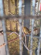 3 jonge kanaries, Dieren en Toebehoren, Vogels | Kanaries, Meerdere dieren, Zangkanarie