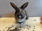 Lapin nain., Animaux & Accessoires