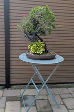 Bonsai op rots, Ophalen