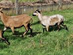 Kameroen schapen bok, Dieren en Toebehoren, Schapen, Geiten en Varkens, Mannelijk, Schaap, 0 tot 2 jaar